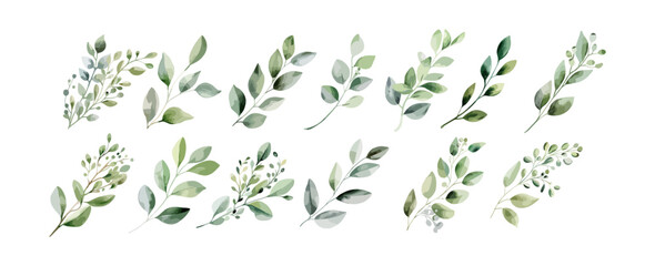Set of greenery leaves watercolor isolated on white background. Foliage leaf branch collection, summer decorative. Vector illustration - obrazy, fototapety, plakaty