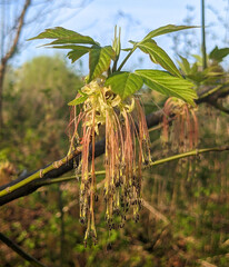Flowering Fraxinus excelsior in spring. Blooming european ash tree. Unusual flower branch. Close up and background blur.