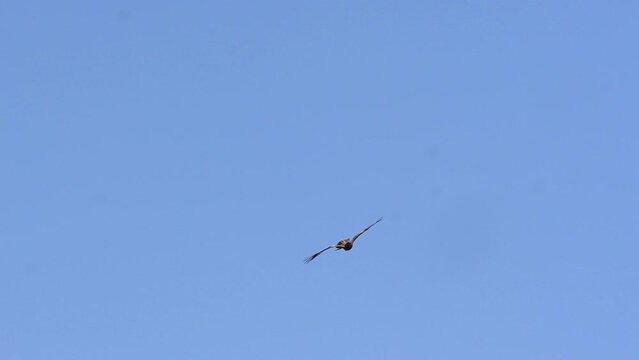 A black kite bird of prey flying and fighting scene in blue sky 240fps super slow motion 4k