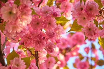 Pink flowers of blooming cherry blossom in close-up on a sunny, spring morning