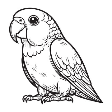 recommend clip art: Line art of parrot conure cartoon vector