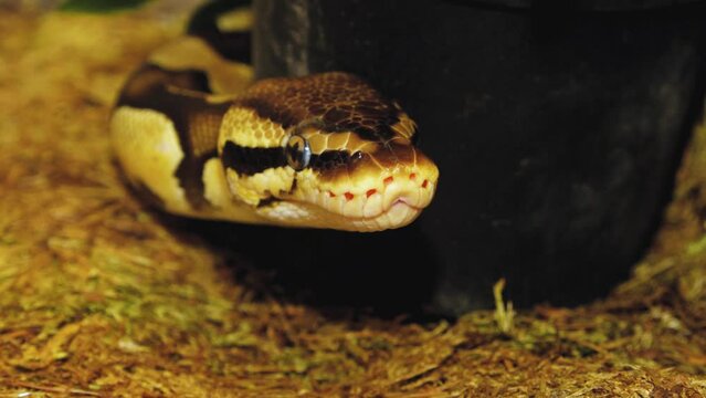 A python strangles a snake held by a man