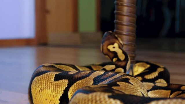 A python strangles a snake held by a man