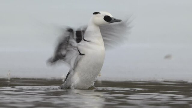 Male Smew duck rises, flaps wings, settles back onto water surface, slow motion