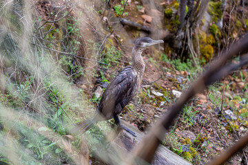 Phalacrocorax carbo. Great Cormorant perched on a rock.