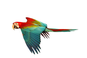 Colorful flying Green Wing Macaw parrot isolated on transparent background png file