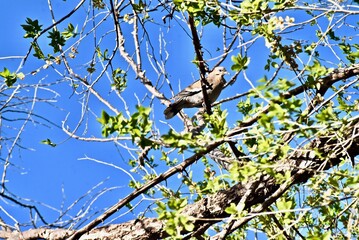 Mourning Dove Resting in Elm Tree, Canyon, Texas, Spring of 2024, in the panhandle near Amarillo. 
