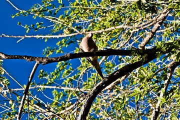 Mourning Dove Resting in Elm Tree, Canyon, Texas, Spring of 2024, in the panhandle near Amarillo. 
 - obrazy, fototapety, plakaty