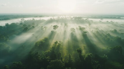 Sunrise over a tropical jungle with rays of light piercing through mist.