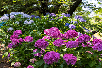 Obraz premium 幸手権現堂桜堤 紫陽花・風景 