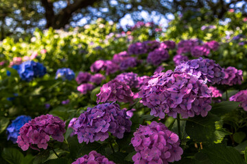 幸手権現堂桜堤　紫陽花・風景
