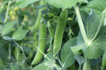 Peas. Ripening on the bush. Close-up. Selective focus. Copyspace