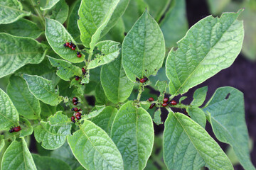 Colorado potato beetle larvae on potato leaves. Garden pests. Close-up. Selective focus. Copyspace