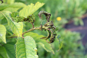 Cherry leaves affected by aphids. Garden pests. Close-up. Selective focus. Copyspace