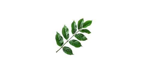 Naklejka premium A branch of green leaves isolated on a white background 