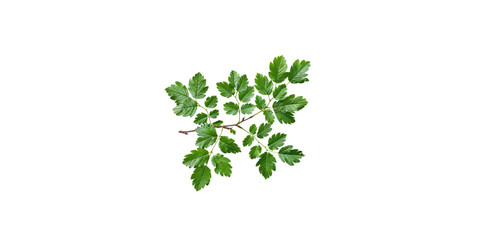 A branch of green leaves isolated on a white background 