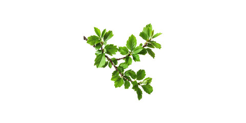 Naklejka premium A branch of green leaves isolated on a white background 