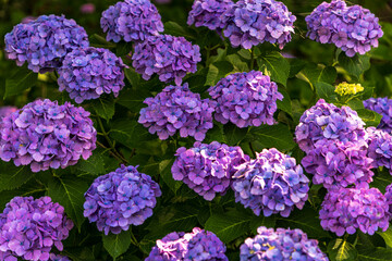 幸手権現堂桜堤　紫陽花・風景
