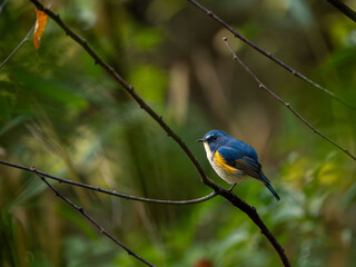 森の中で枝に留まっているルリビタキの雄