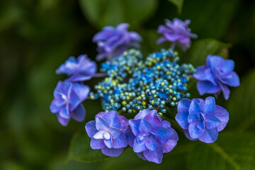 Obraz premium 幸手権現堂桜堤 紫陽花・風景 