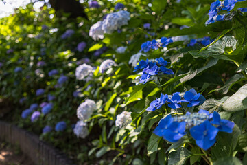幸手権現堂桜堤　紫陽花・風景

