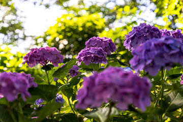 Obraz premium 幸手権現堂桜堤 紫陽花・風景 