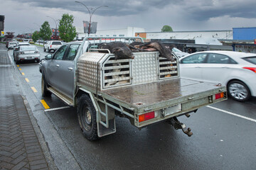 Hunting. Wild boars laying on a pick up truck at Te Awamatu New Zealand. Hunters shot wild boars. 