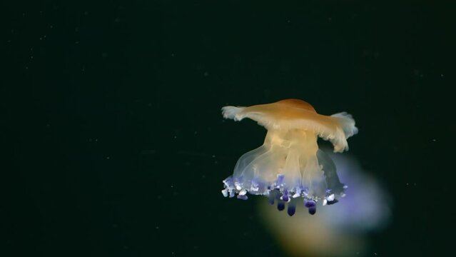 Blue blubber Jellyfish Floating in Night Water
