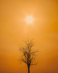 Climate change and global warming. Extreme hot weather. Heat wave sunbeam. Orange sky with dead tree. Summer season. Environmental disaster crisis.