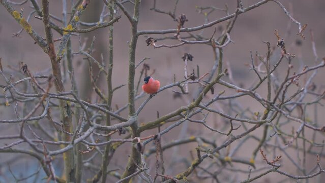 Wildlife birds - Vibrant Red Billfinch on tree
