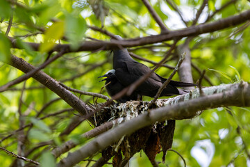 chick head under black noddy tern mum
