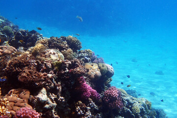 color life under red sea