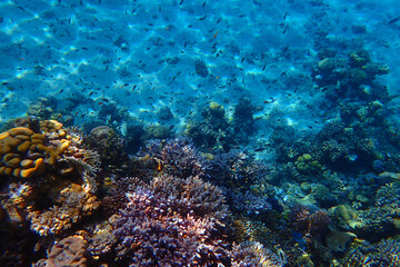 color life under red sea
