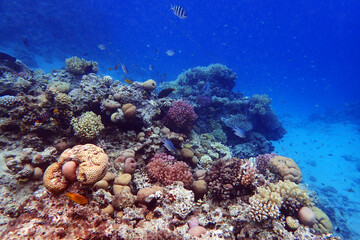 Fototapeta na wymiar color life under red sea
