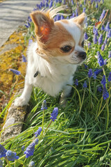 chihuahua Violka in the spring garden