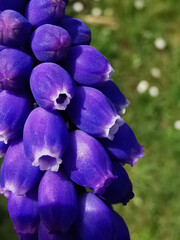 detail Grape hyacinth - 780302132