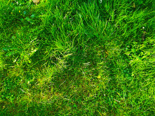 fresh green grass texture - 780302135