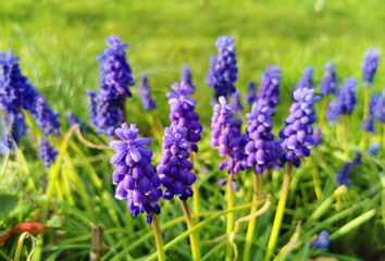spring Grape hyacinth - 780302138