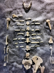 old human bones - 780302144