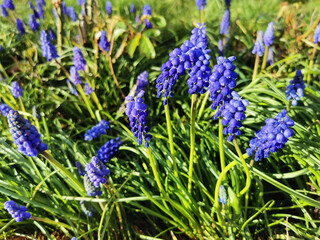 spring Grape hyacinth