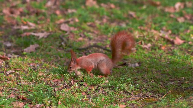 Widlif animals - Red Squirrel Searching Food in Grass