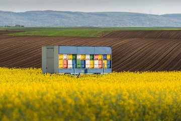Beehive trailer in blooming rapeseed field in springtime sunset - 780304528