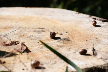 切り株の上のどんぐり