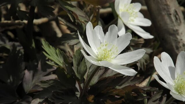 【山野草】キクザキイチゲ （菊咲一華／菊咲一花）： Anemone pseudo-altaica 20240404-2