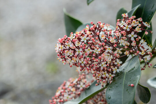 Blooming panicle of a Japanese skimmia (Skimmia japonica).  All parts of the plant are toxic. Space for your text.