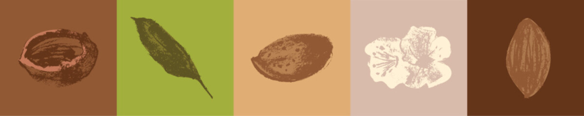 Vector almond hand-drawn signs. Color drawings of almond nuts for marzipan paste label design or almond butter packaging. Botanical sketches. Blossom almonds illustrations.