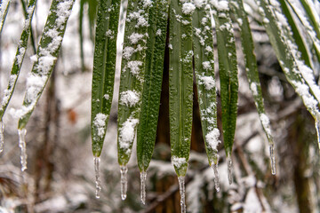Palm trees covered with snow at Wulong China Karst, Chongqing - obrazy, fototapety, plakaty