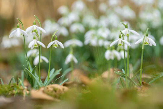 Group of common snowdrops (Galanthus nivalis). Focus on the left side. Copy space in the middle. This ia a photo, taken with a camera.