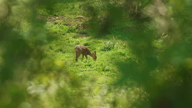 A baby deer is grazing in a lush green field
