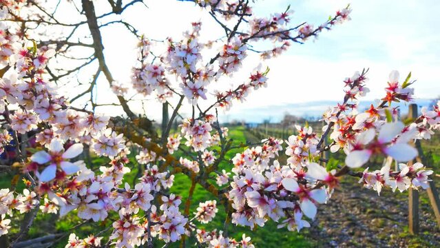 View of almond tree in bloom. Concept of springtime in garden